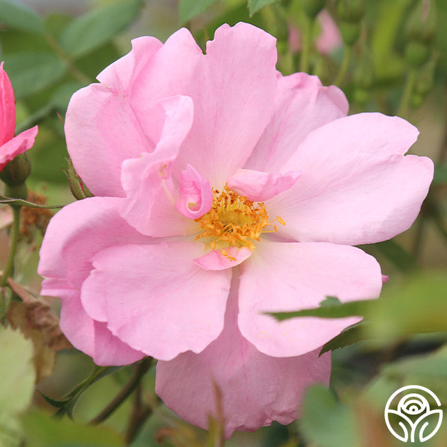 Apple - Rose Apple Blossom – Heirloom Roses