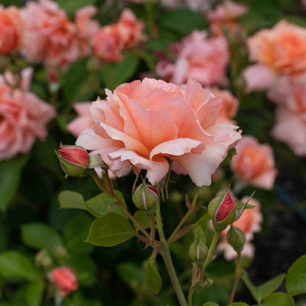 Apricot Candy™