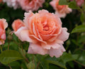 Apricot Candy™