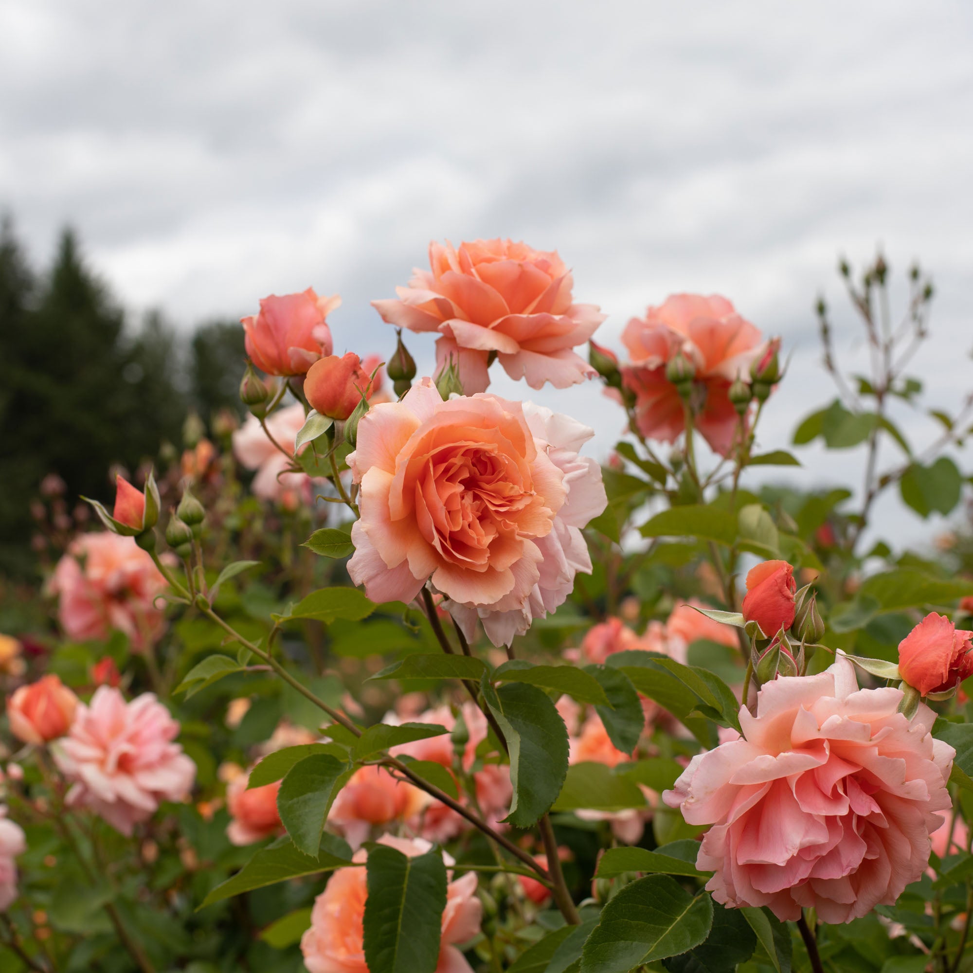 Apricot Candy™