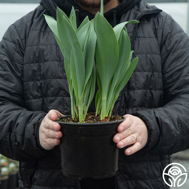 Potted Tulip