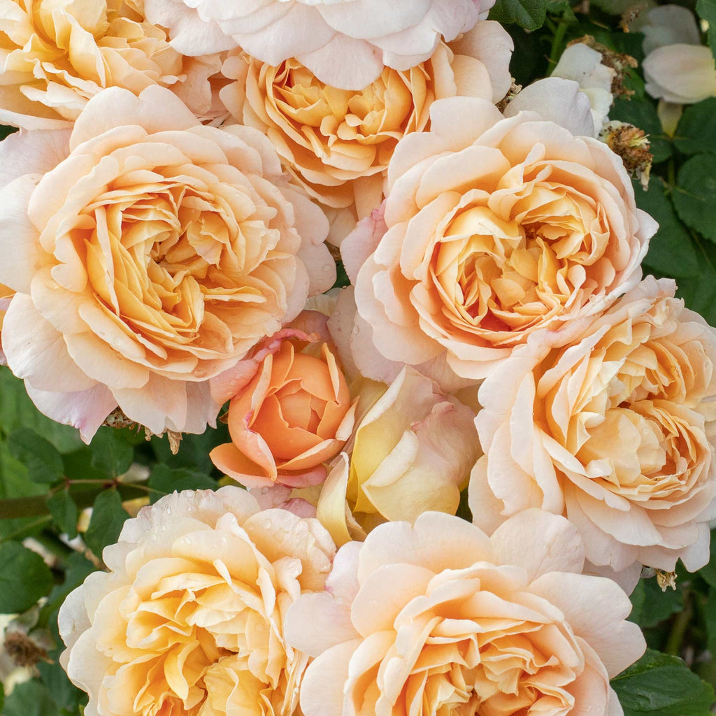 Apricot Impressionist™
