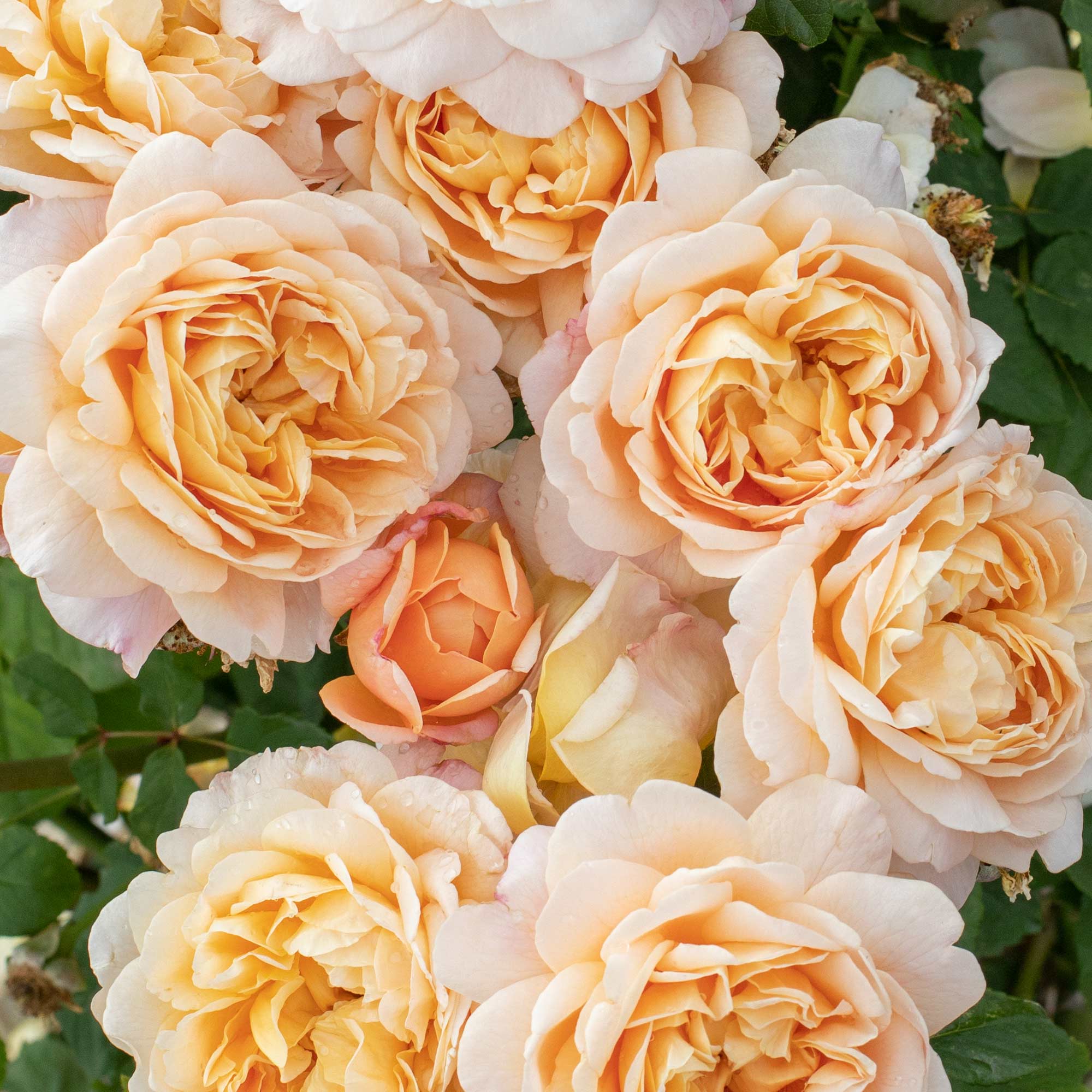 Apricot Impressionist™