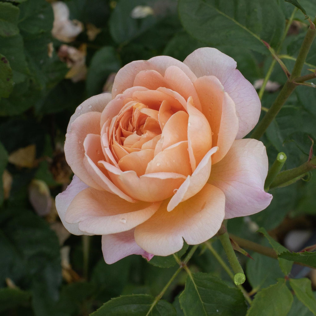 Apricot Impressionist™
