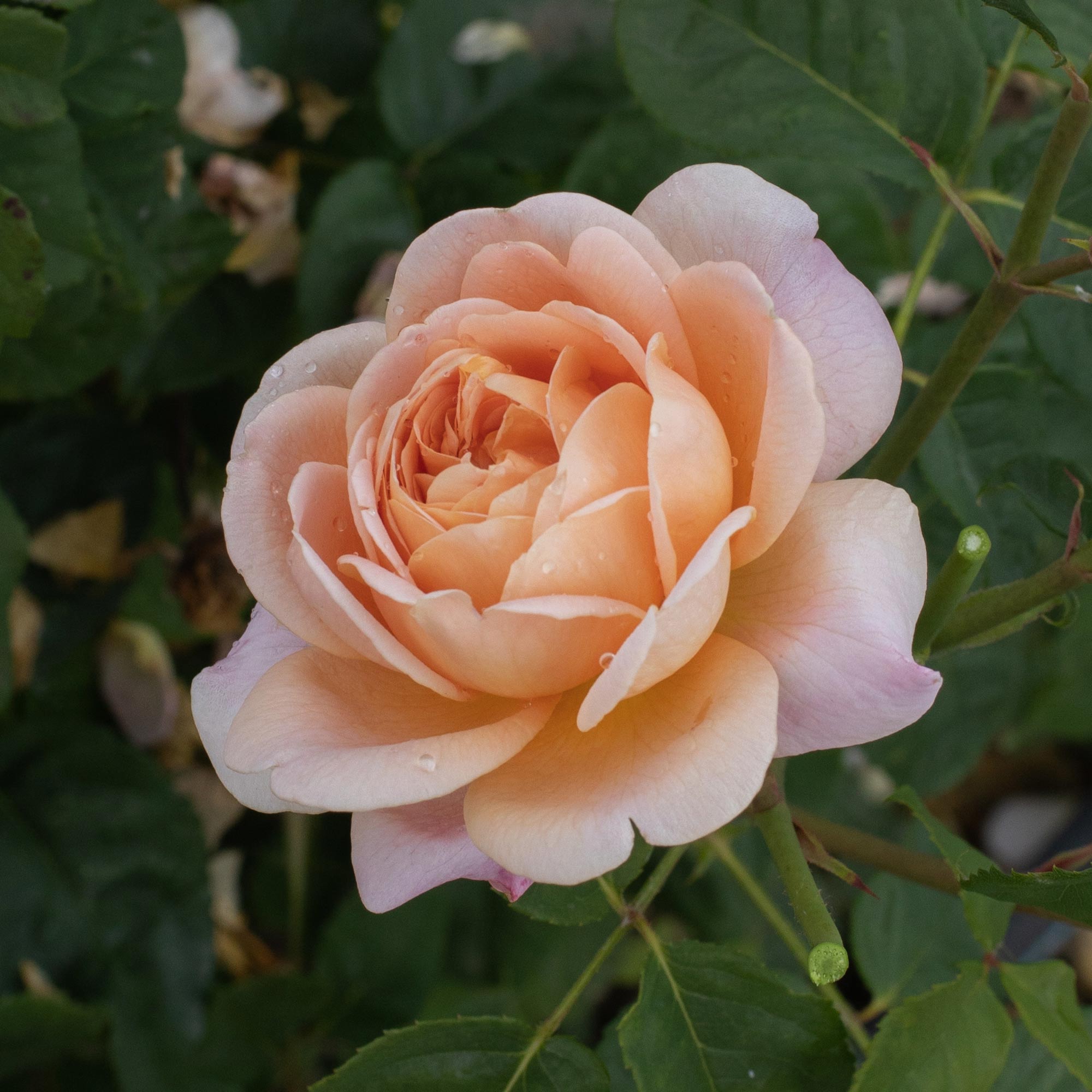 Apricot Impressionist™