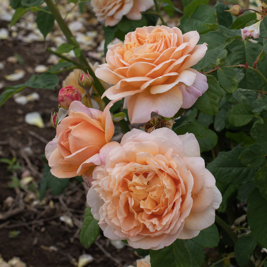 Apricot Impressionist™