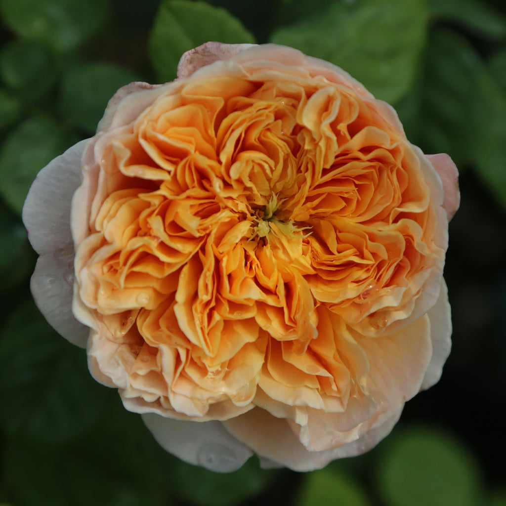 Apricot Impressionist™
