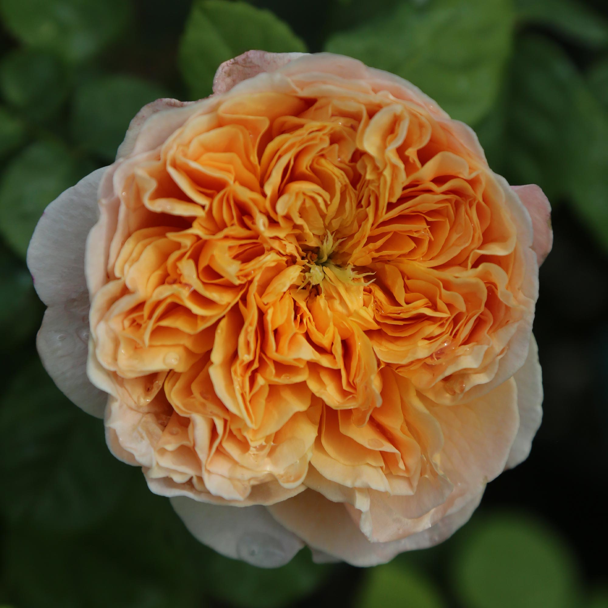 Apricot Impressionist™