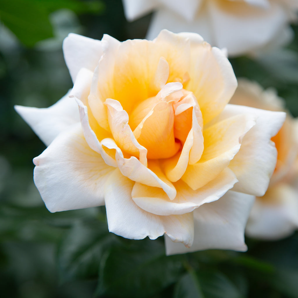 Apricots n' Cream™