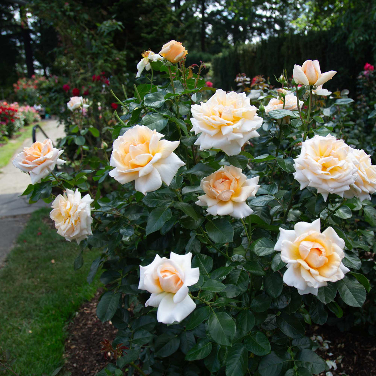 Apricots n' Cream™