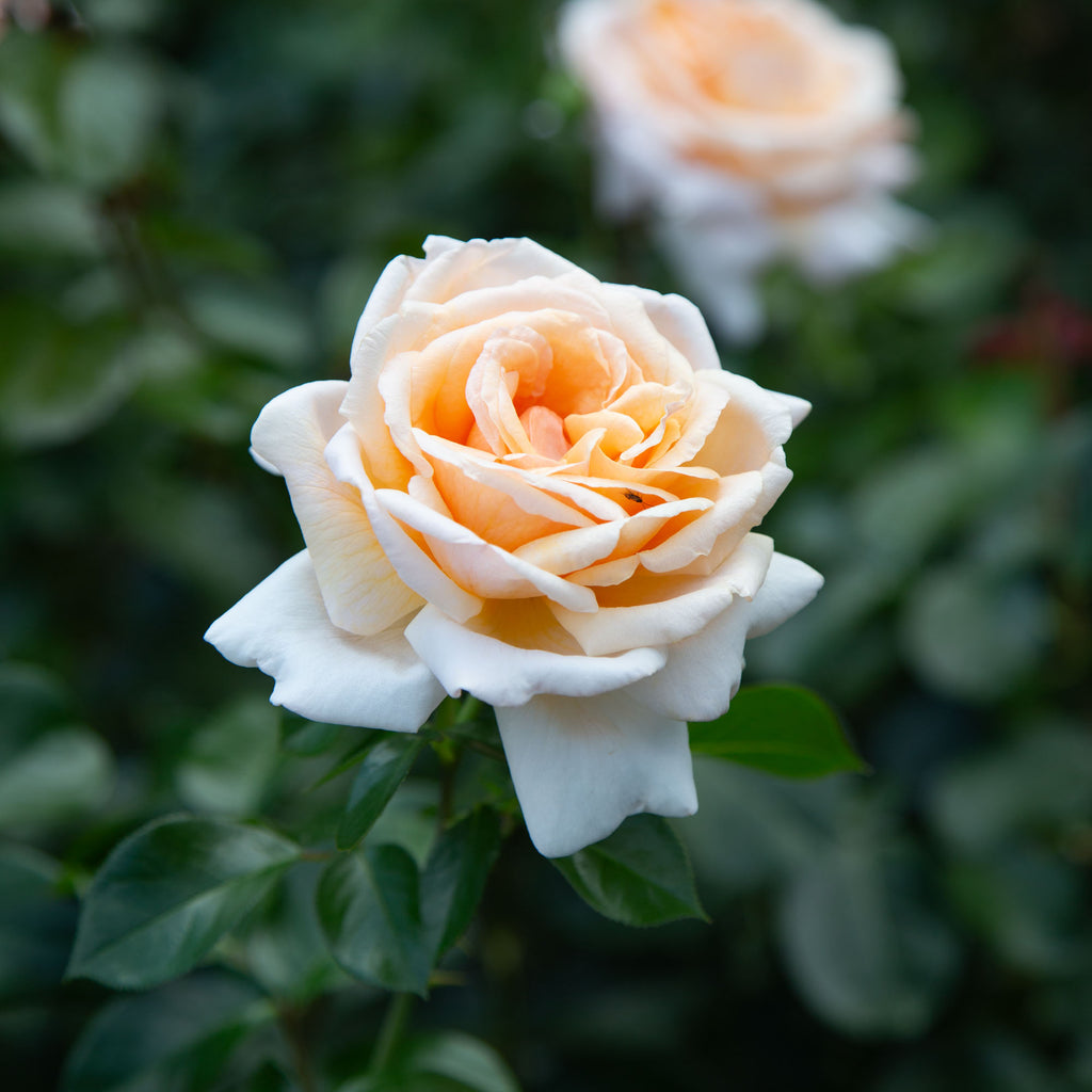 Apricots n' Cream™