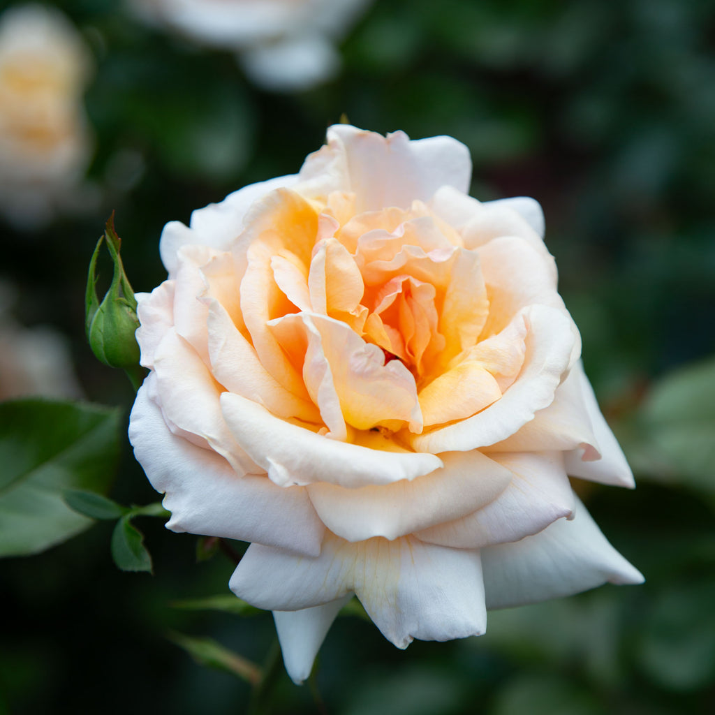 Apricots n' Cream™