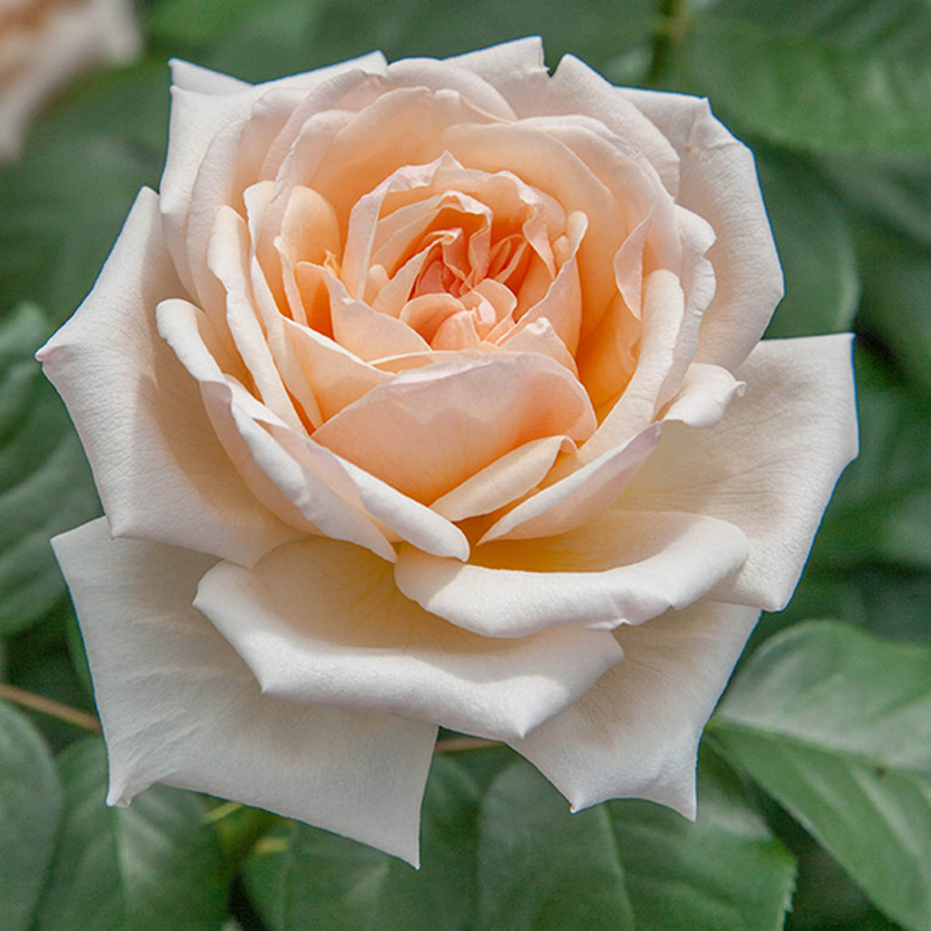 Apricots n' Cream™
