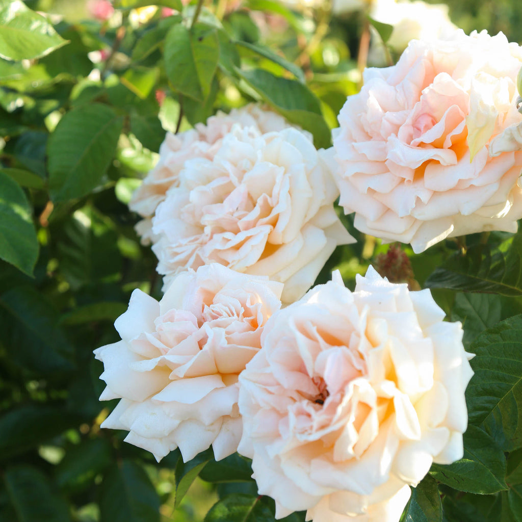 Apricots n' Cream™