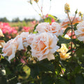 Apricots n' Cream™