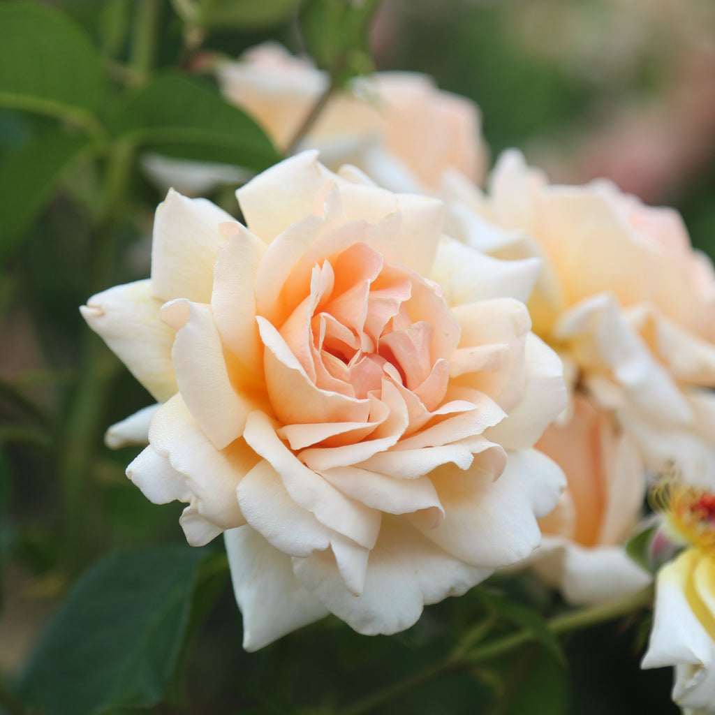Apricots n' Cream™