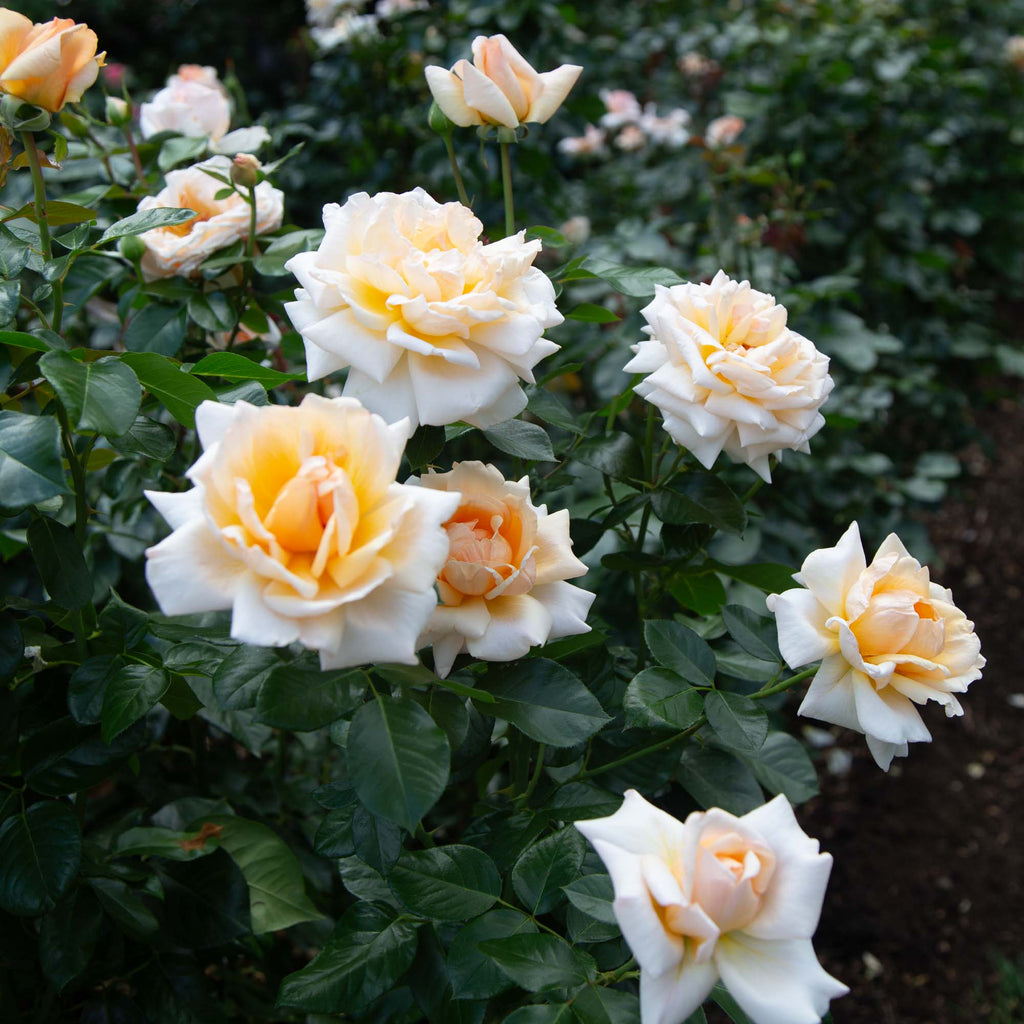 Apricots n' Cream™