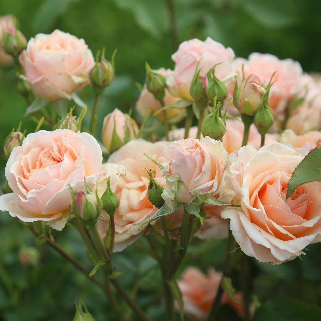 Apricot Abundance™