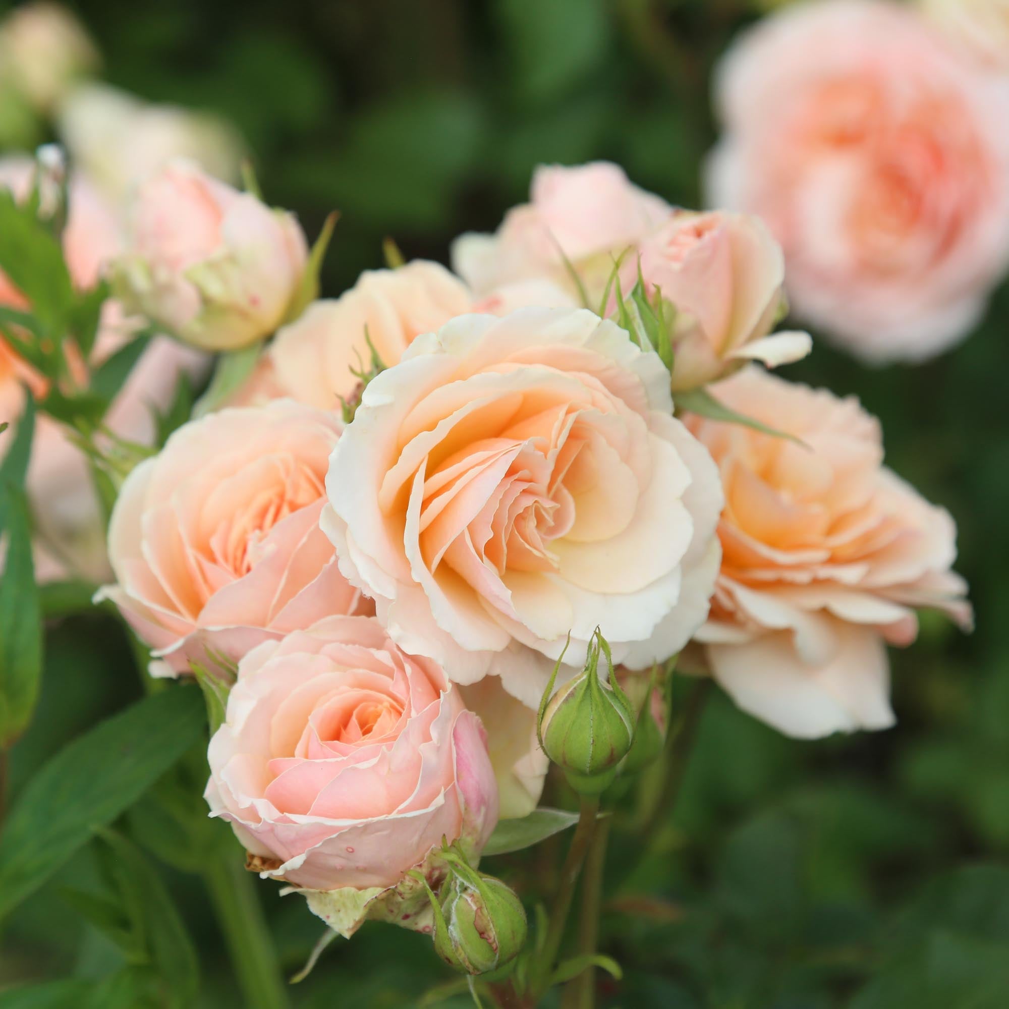 Apricot Abundance™