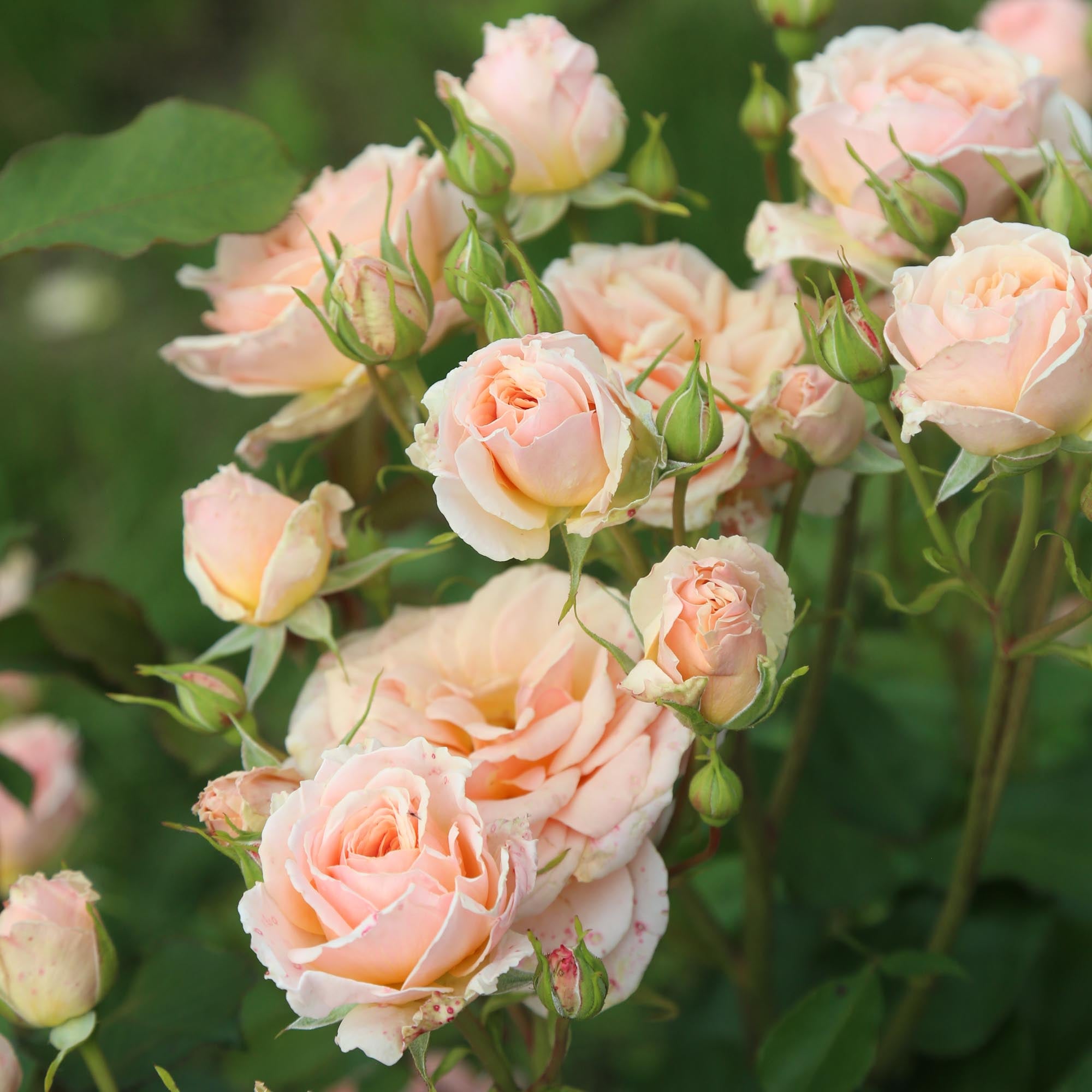 Apricot Abundance™