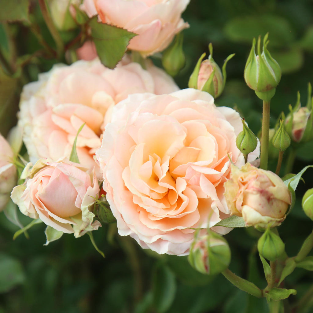 Apricot Abundance™