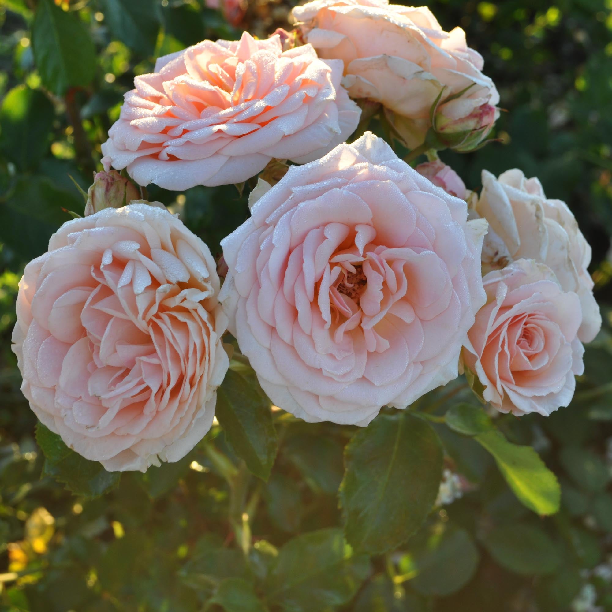 Apricot Abundance™