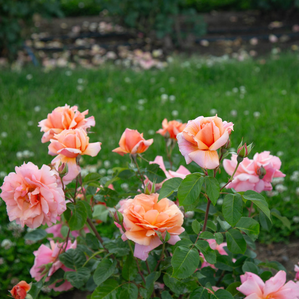 Apricot Candy™