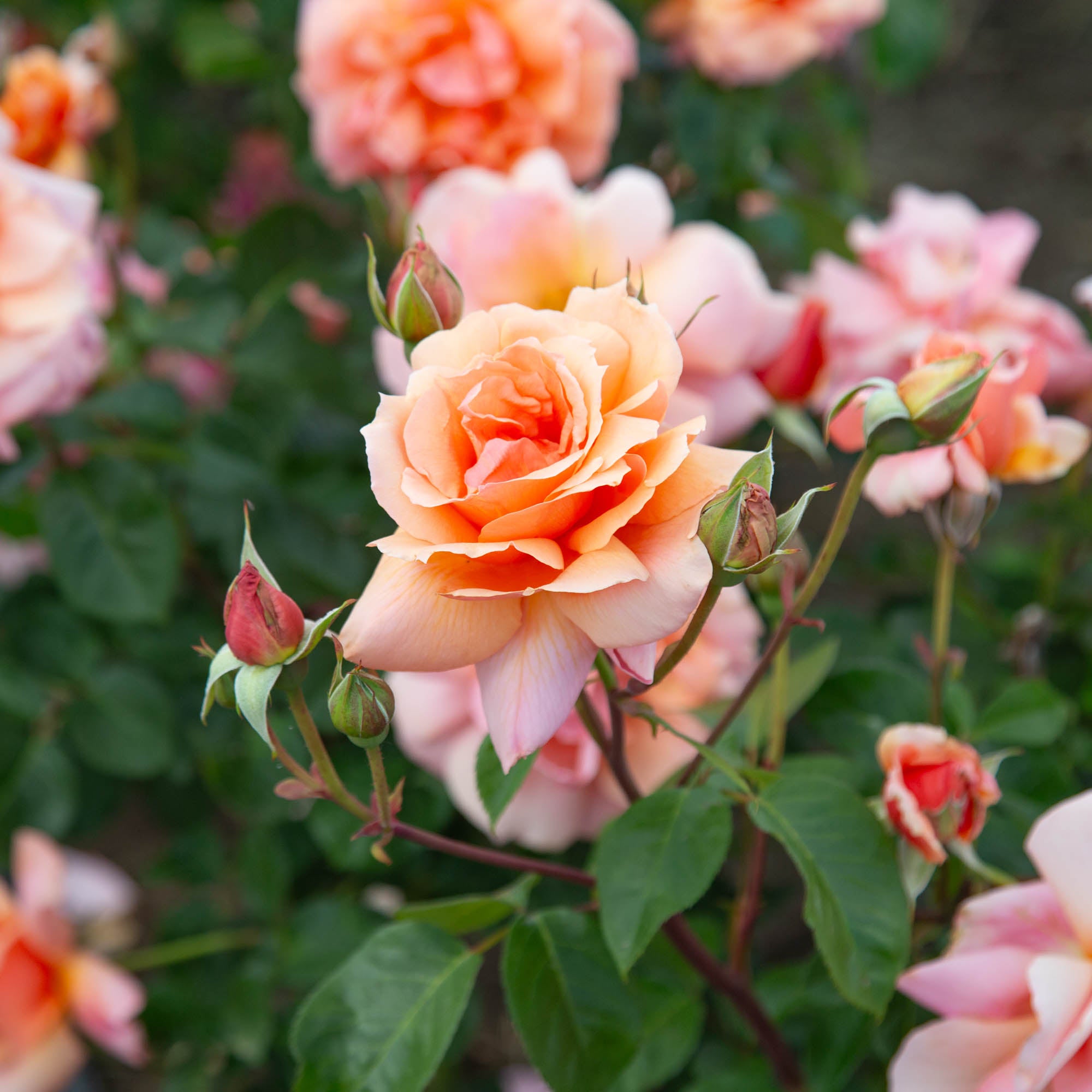 Apricot Candy™