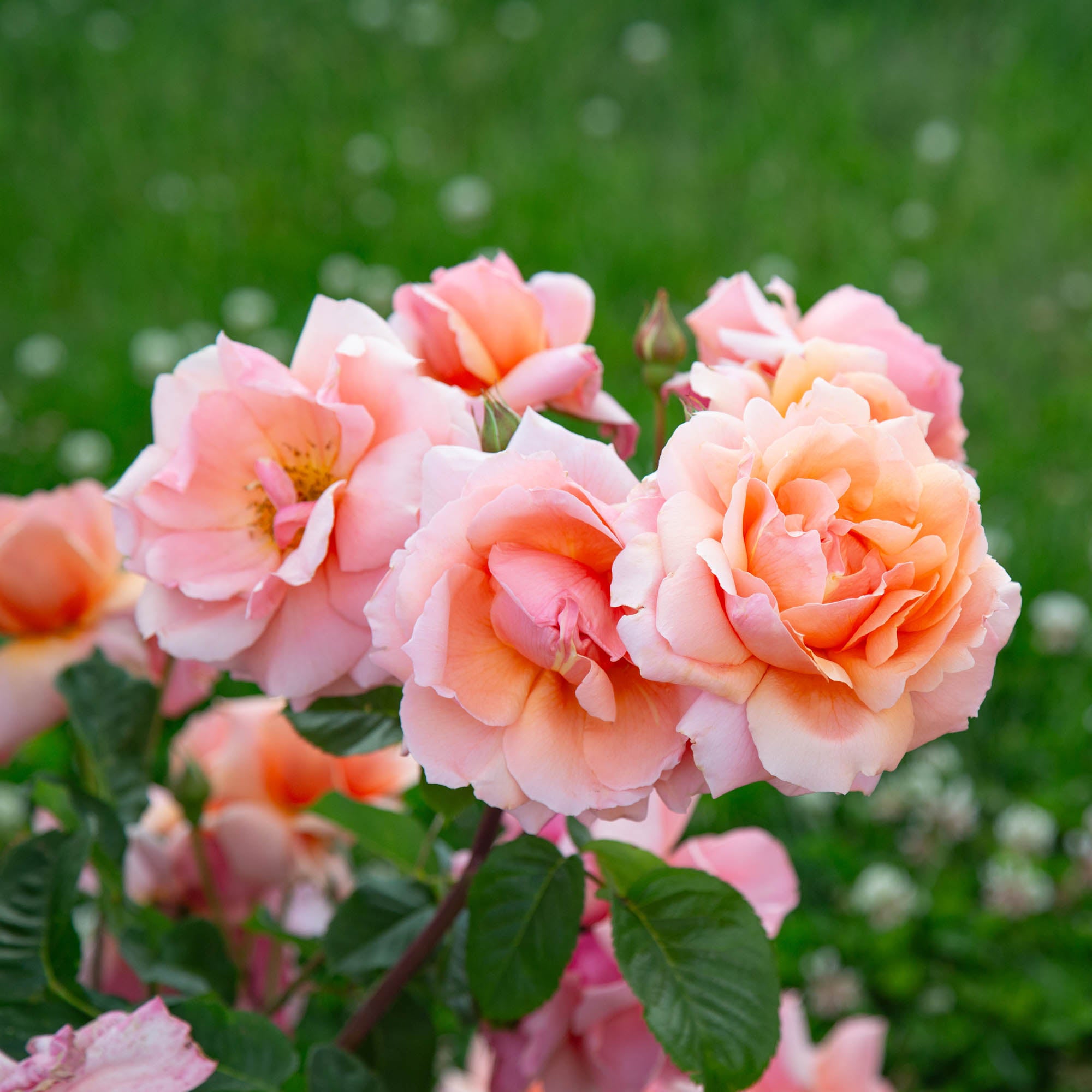 Apricot Candy™