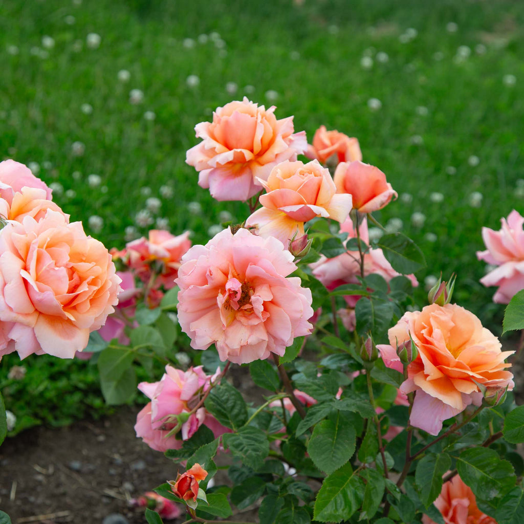 Apricot Candy™