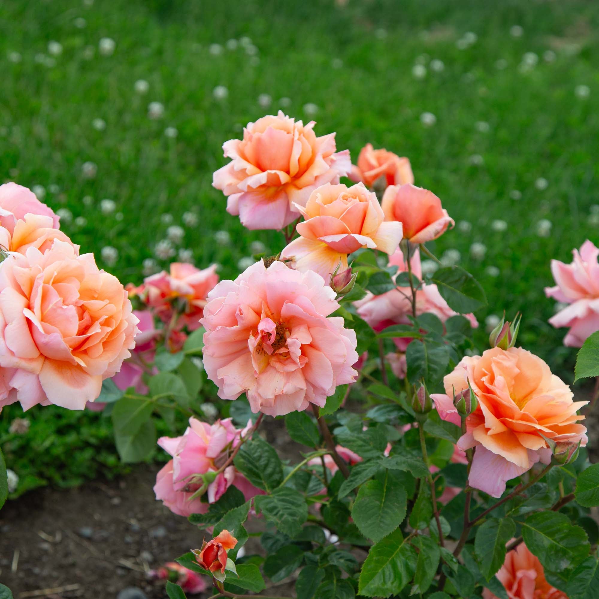 Apricot Candy™