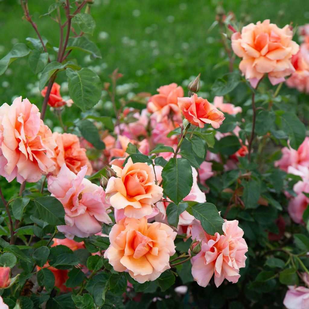 Apricot Candy™