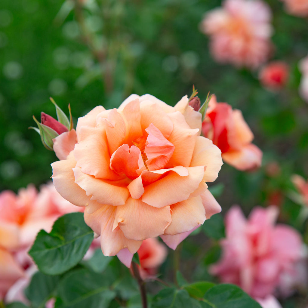 Apricot Candy™