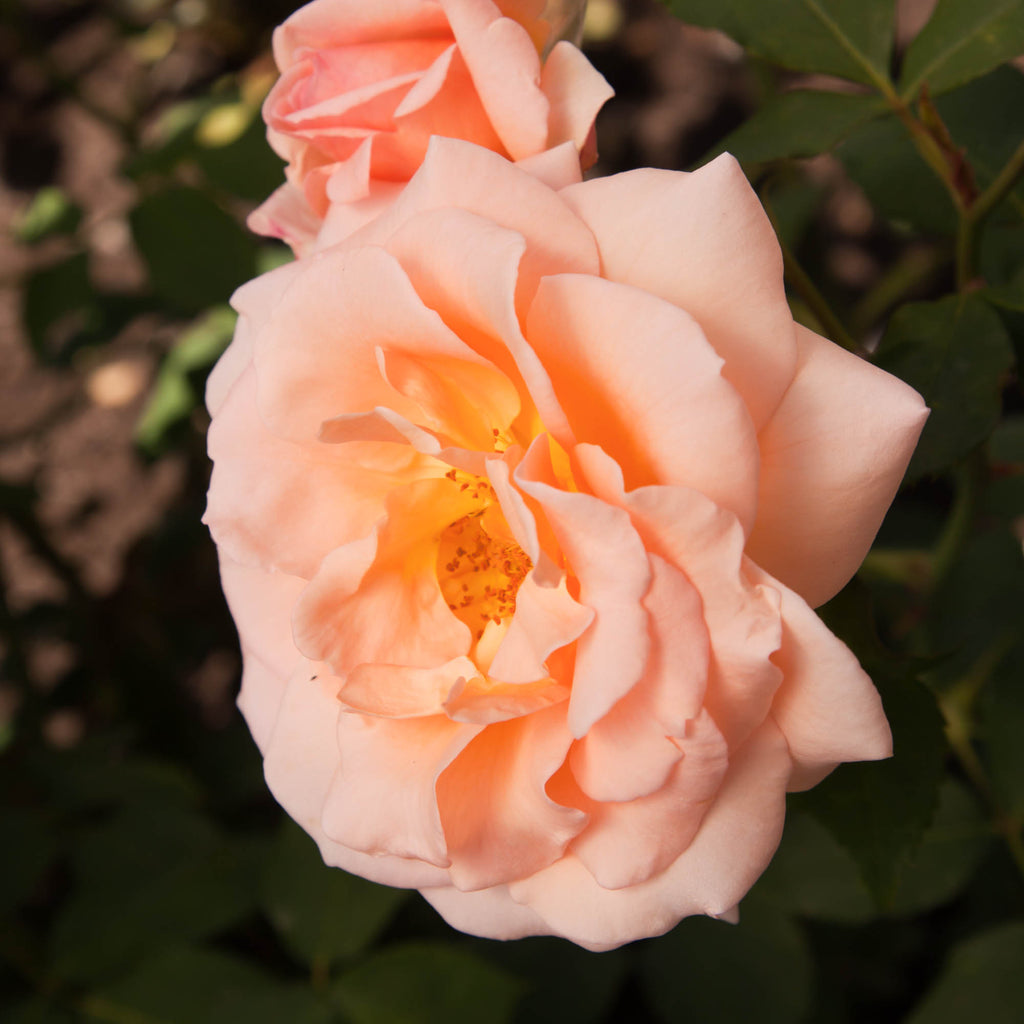 Apricot Nectar™