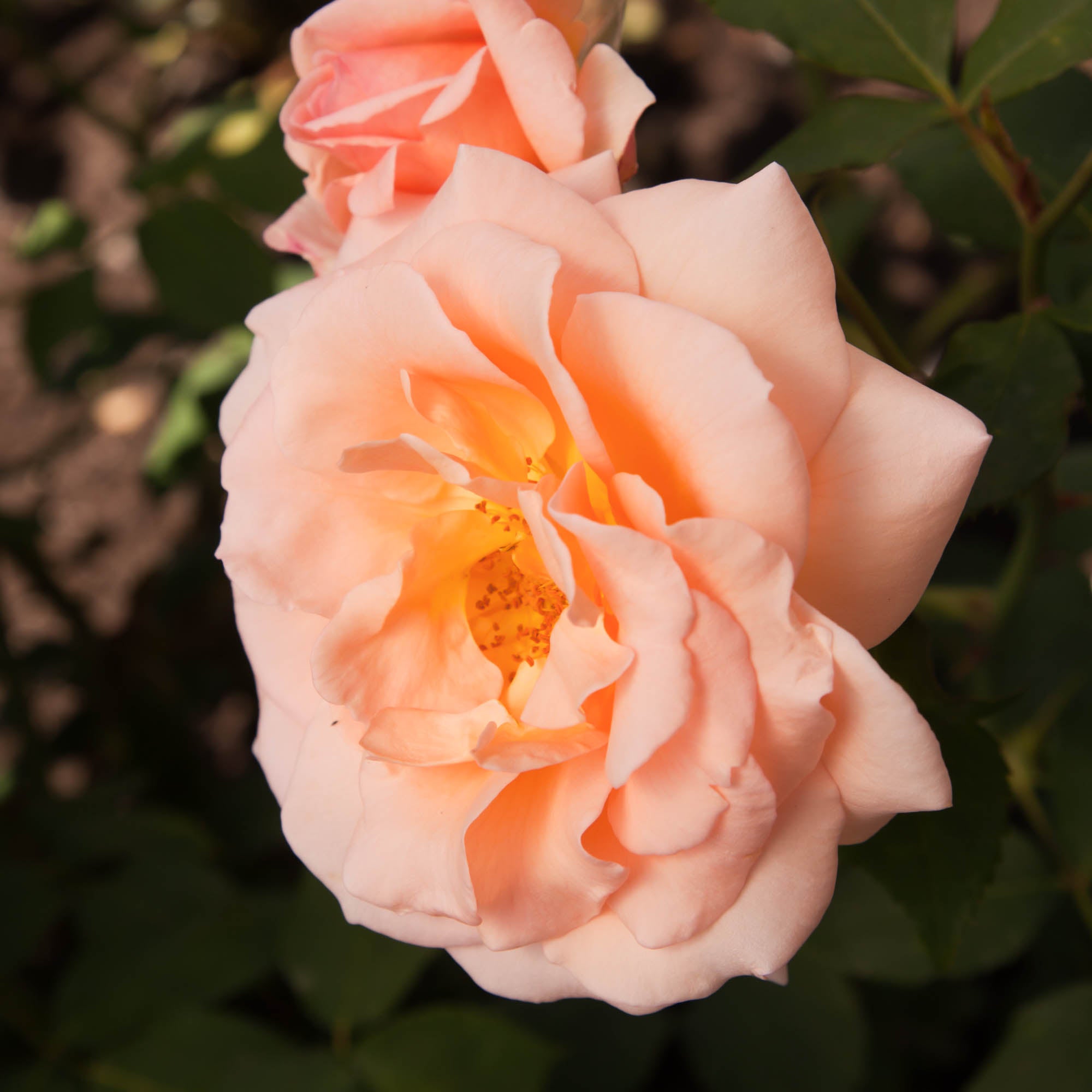 Apricot Nectar™
