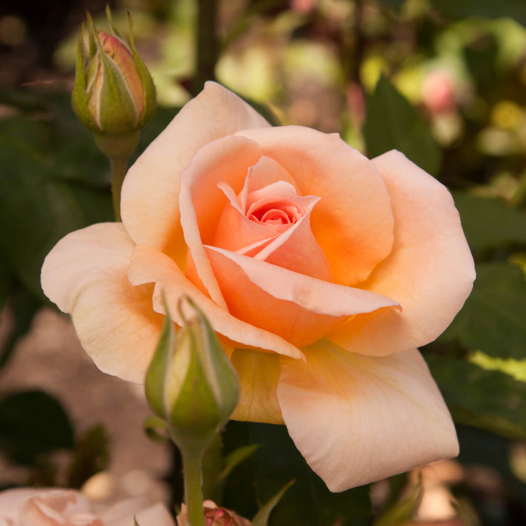 Apricot Nectar™