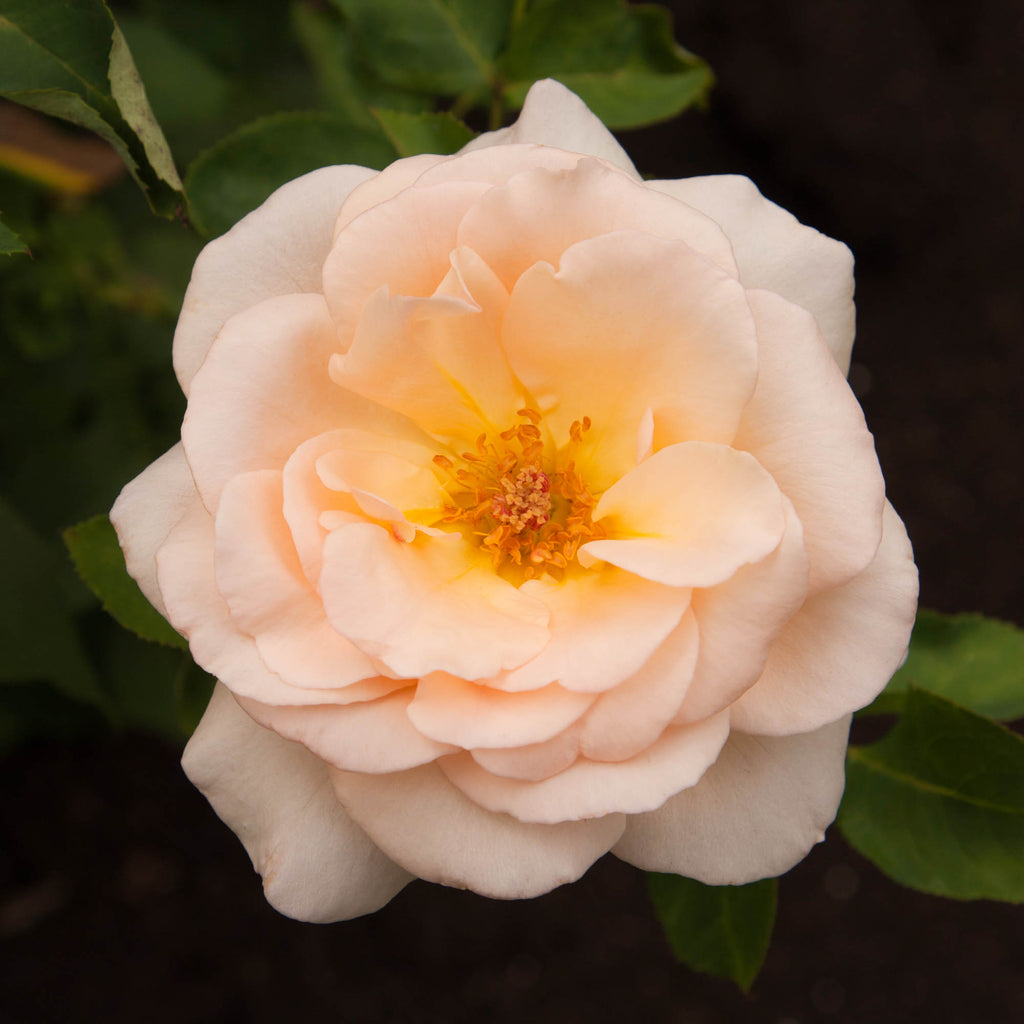 Apricot Nectar™