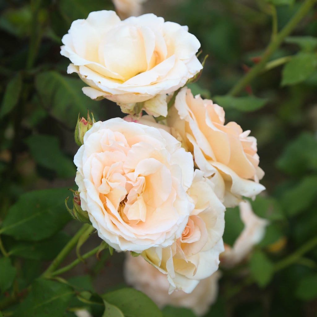 Apricot Nectar™