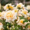 Apricot Nectar™