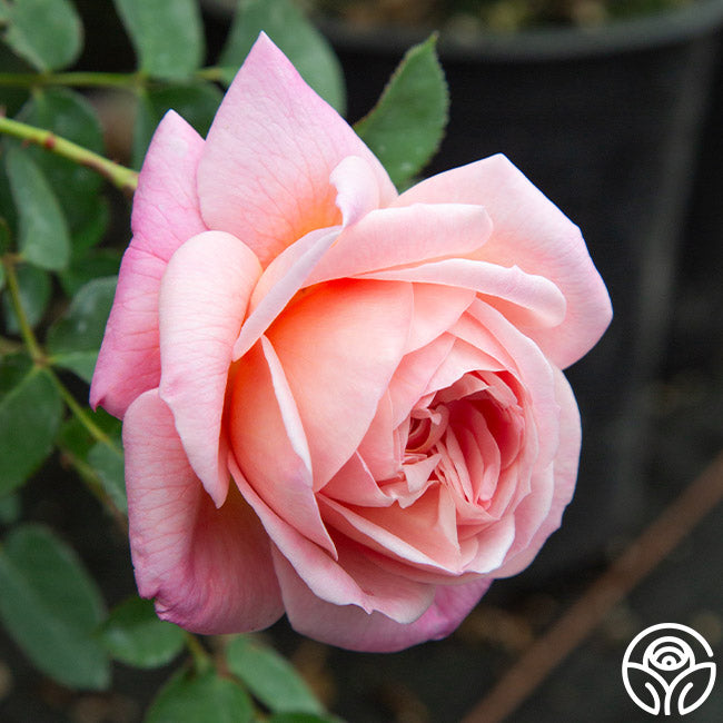 April Rose Flower Rarest April Love Rose - Shrub - Exceptionally Fragrant – Heirloom Roses