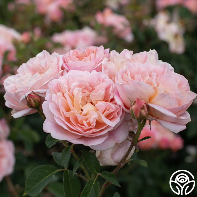 April Rose Flower Rarest April Love Rose - Shrub - Exceptionally Fragrant – Heirloom Roses