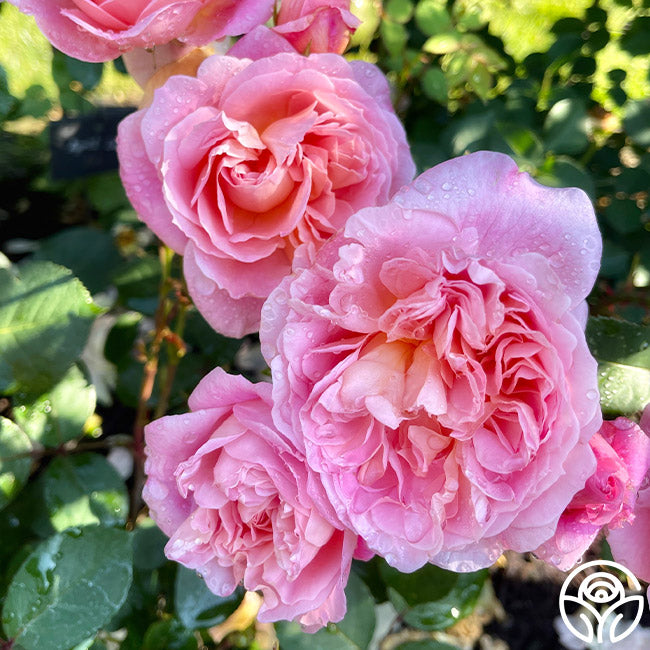 April Rose Flower Rarest April Love Rose - Shrub - Exceptionally Fragrant – Heirloom Roses