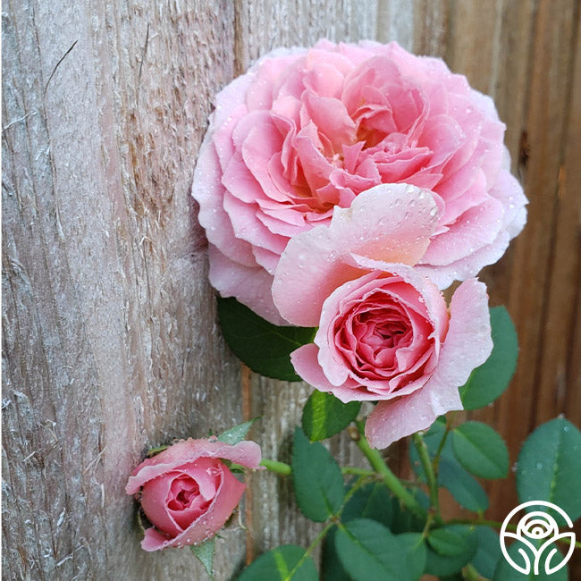 April Rose Flower Rarest April Love Rose - Shrub - Exceptionally Fragrant – Heirloom Roses