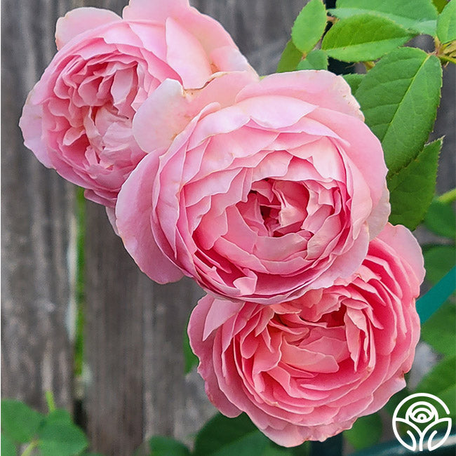 April Love Shrub Rose |Fragrant Rose Bush – Heirloom Roses