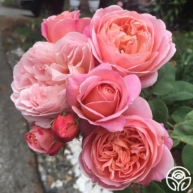 April Rose Flower Rarest April Love Rose - Shrub - Exceptionally Fragrant – Heirloom Roses