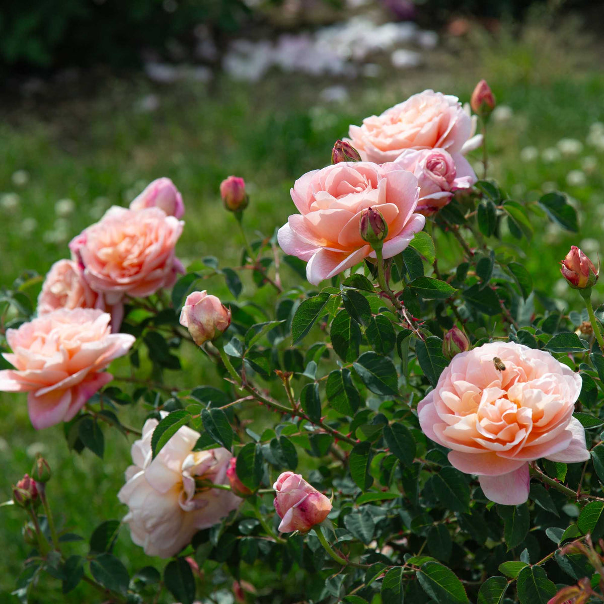 April Love Shrub Rose | Heirloom Roses