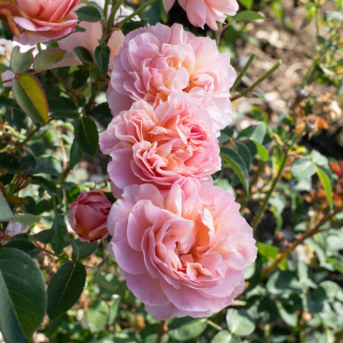 April Love Shrub Rose | Heirloom Roses