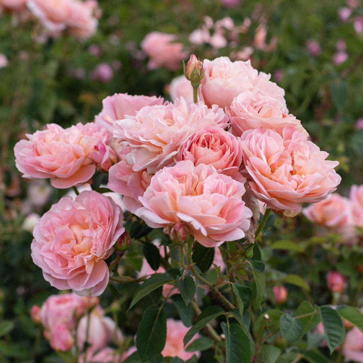 April Love Shrub Rose | Heirloom Roses