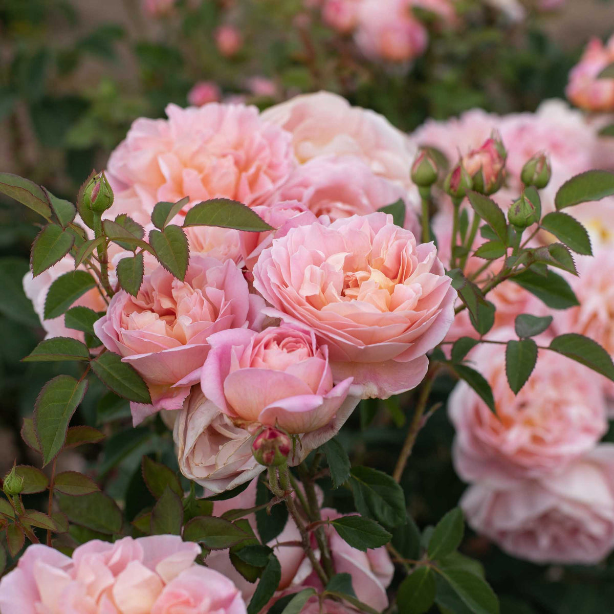 April Love Shrub Rose | Heirloom Roses