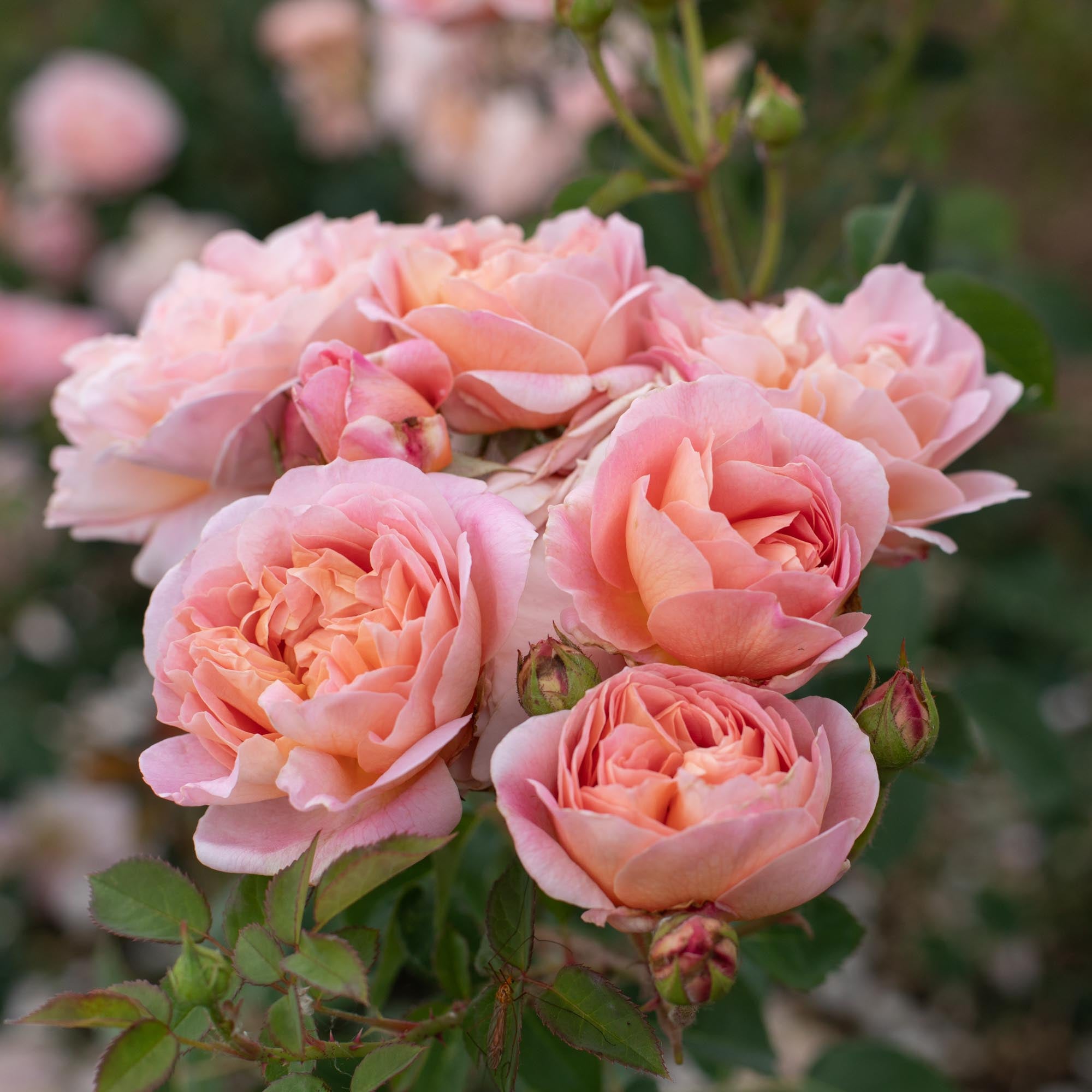 April Rose Flower Rarest April Love Shrub Rose | Heirloom Roses